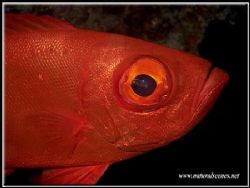 I did not know glasseye's were so red until I took the pi... by Yves Antoniazzo 